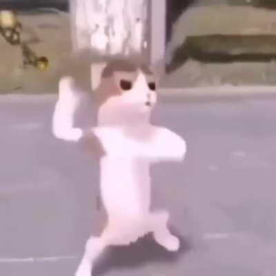 Silly cat compilation.