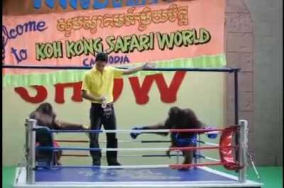 Kırmızılı.maymu.organturan.mavili.maymu.orgatutan