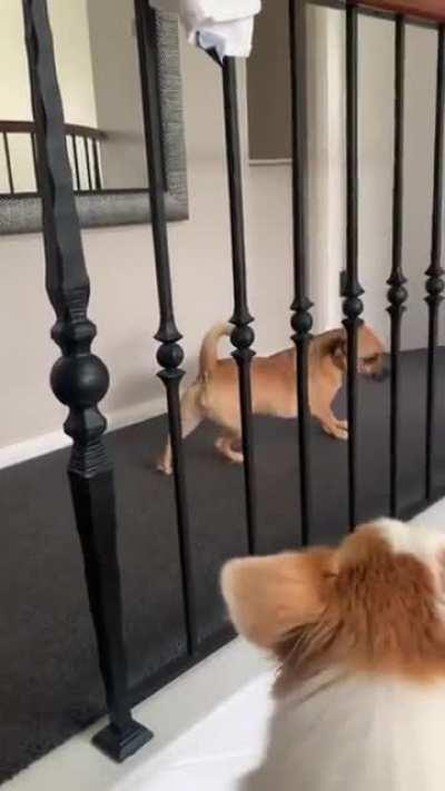 A dog teasing his playmate (Corgi) for having short legs