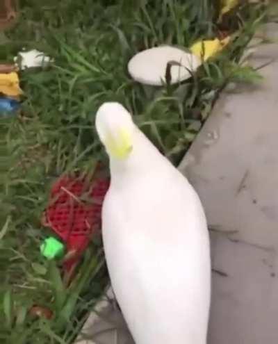 Birb gets abducted