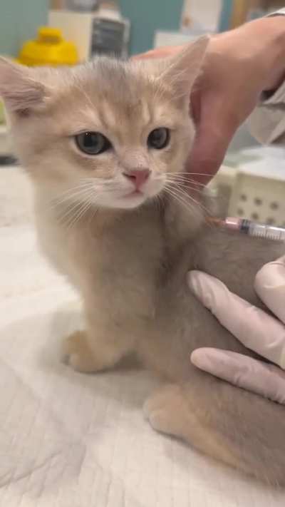 Such a well behaved kitten