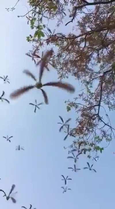 Seeds dispersing from Shorea robusta tree, looks so satisfying..