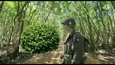 theywereinthetreestheywereinthetreestheywereinthetreestheywereinthetrees