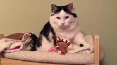 Cat Puts Herself to Sleep in Tiny Human Bed