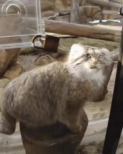 how can such a round wunk be so agile?