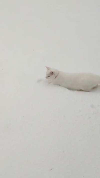 Startled by snow