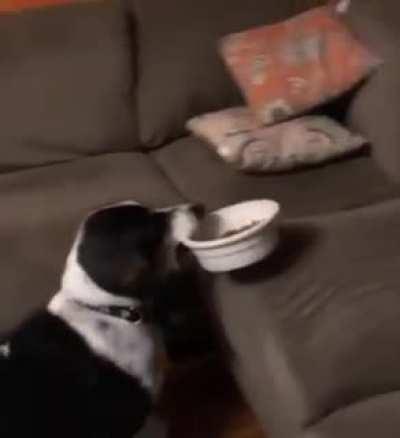 Lazy boy likes to eat his meals on the couch