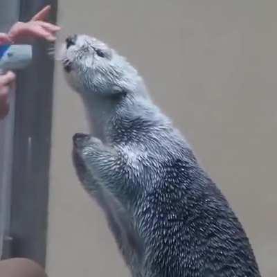 Checking the temperature of a sea-otter