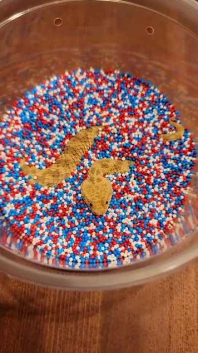 My baby sand viper completely buries himself in a cup of sprinkles