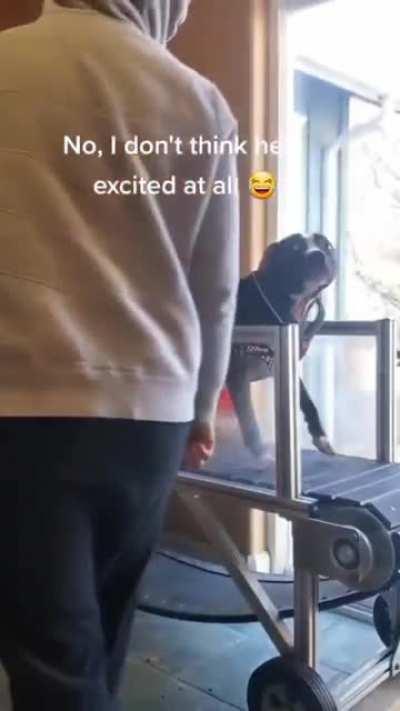 This doggo loves his treadmill!