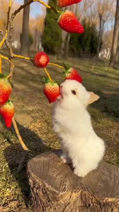 so he eats all the strawberries