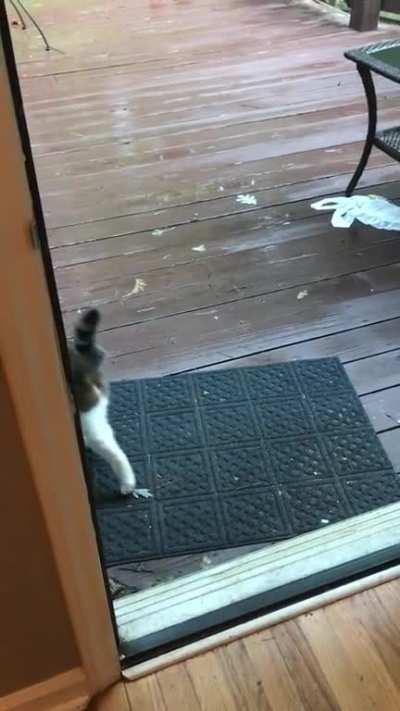 How to annoy people.. Step 1: scratch at the door. Step 2: wait patiently for someone to get up and open the door. Step 3: look disinterested and walk away.