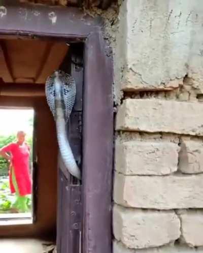 Simply Snake Home Security System