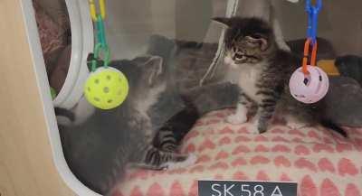 The Skyhigh babies are together... and they're already committing crimes!