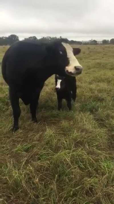 Cow brings baby over to show it off to owner.