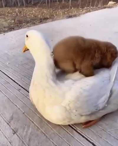 puppy snuggles with the duck