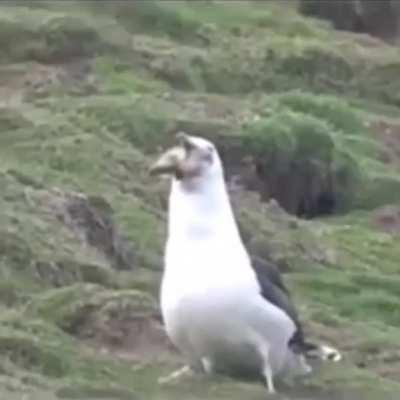 Чайки - грёбаные животные