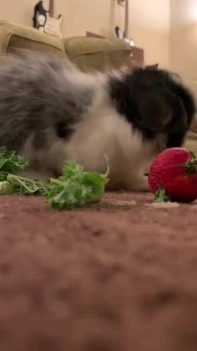 sister zoomie photobomb