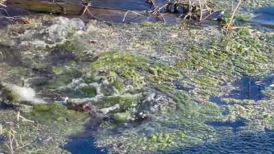 ‼️ Gator Attacked ‼️ What do y'all think took a shot at this baby?