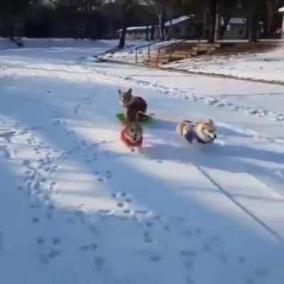Corgi sled!