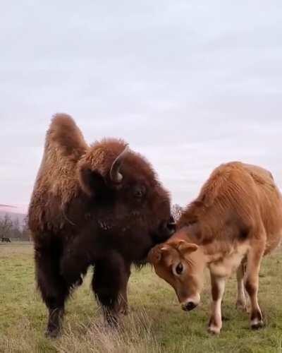 Even if she isn't their biological mother, Helen sees herself as a mother to all the other residents at Lighthouse Farm Sanctuary