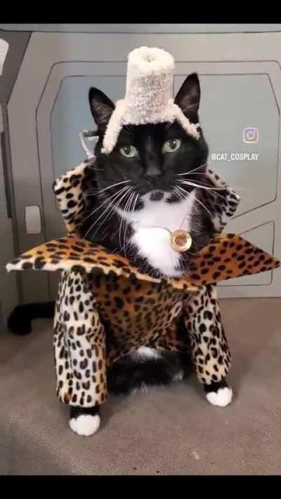 catsarealiens - Video #8867