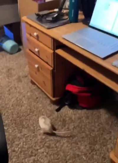 Root headbash moment