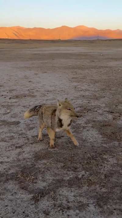 Can you guess the name of this animal?