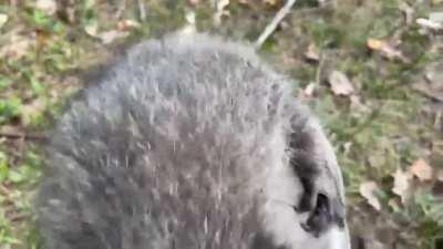 It’s been over a week since we’ve released Huck and Finn. We keep bumping into them in the woods. Could it be the kettle corn? :)