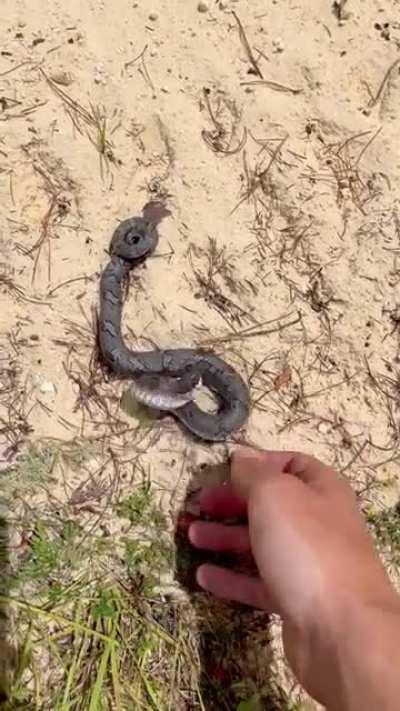 This snake deserves an Oscar!