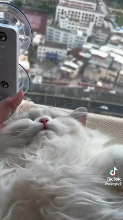 The cutest activation sound (not my cat)