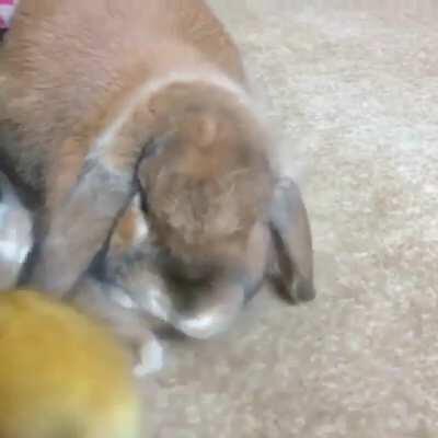 NGL that bunny and duckling are making me feel better about the world in general