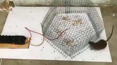 la gente que juega free fire su futuro