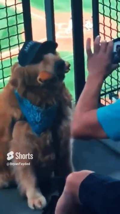 2 HOT DOGS AT THE BALLPARK