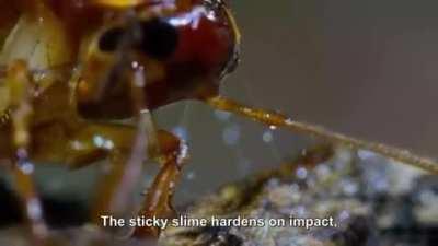 Velvet worm vs. cockroach