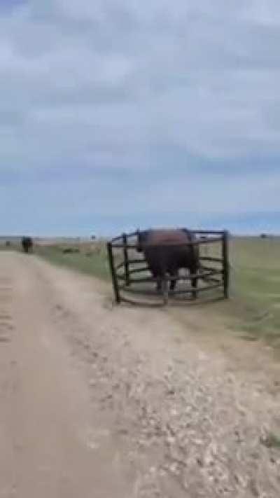 No Stopping the Bulls today.