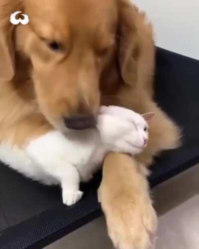 Favourite sleeping spot