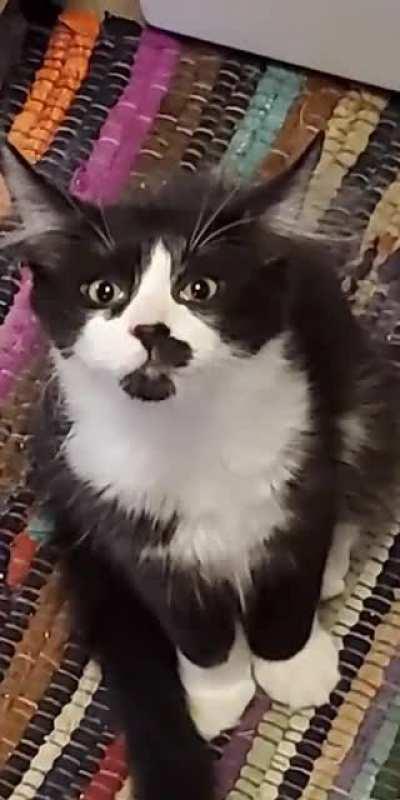 Harry smells bacon for the first time ever