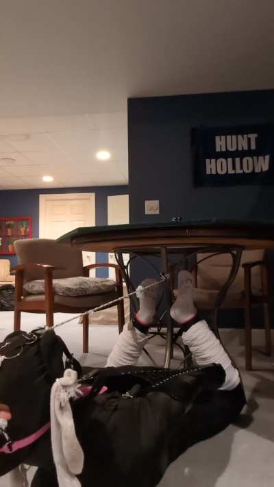 Stuck in this hogtie