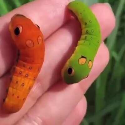 Forbidden Gummi Worms