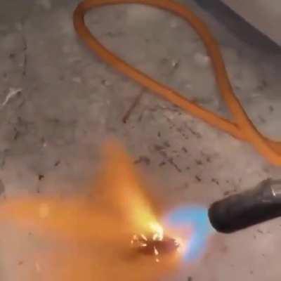 Cockroach wants to play