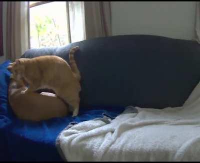 Котопес (милота)