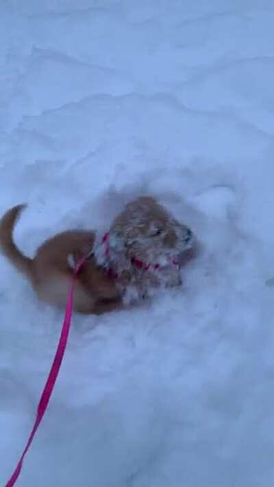 Early morning walk turned into this.