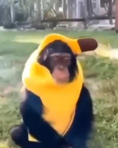 Banana monkey Banana monkey