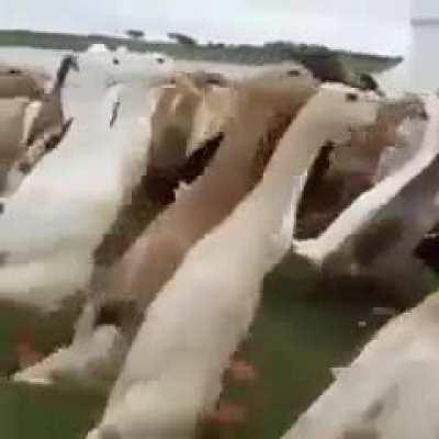 to disguise as a duck