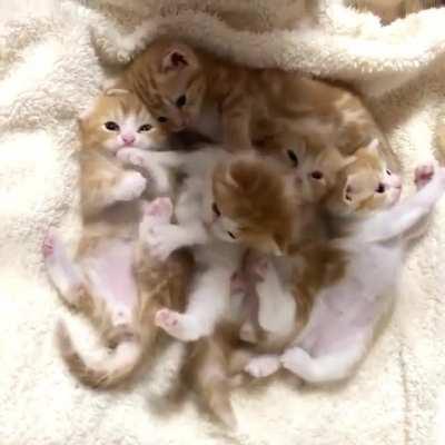 Немного милоты