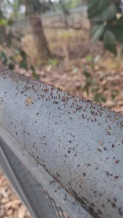 What is this tiny army?