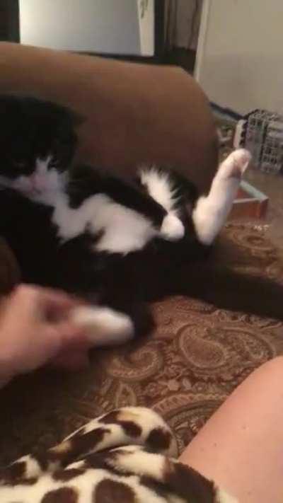 I swear I don’t drug my cat, he’s just naturally chill af 😸