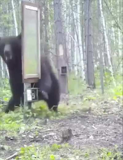 🔥 A bear's reaction to a mirror test