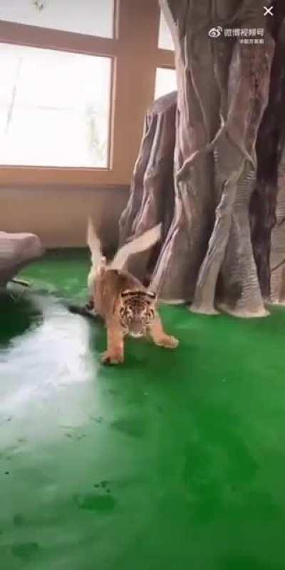 Типичный гусь